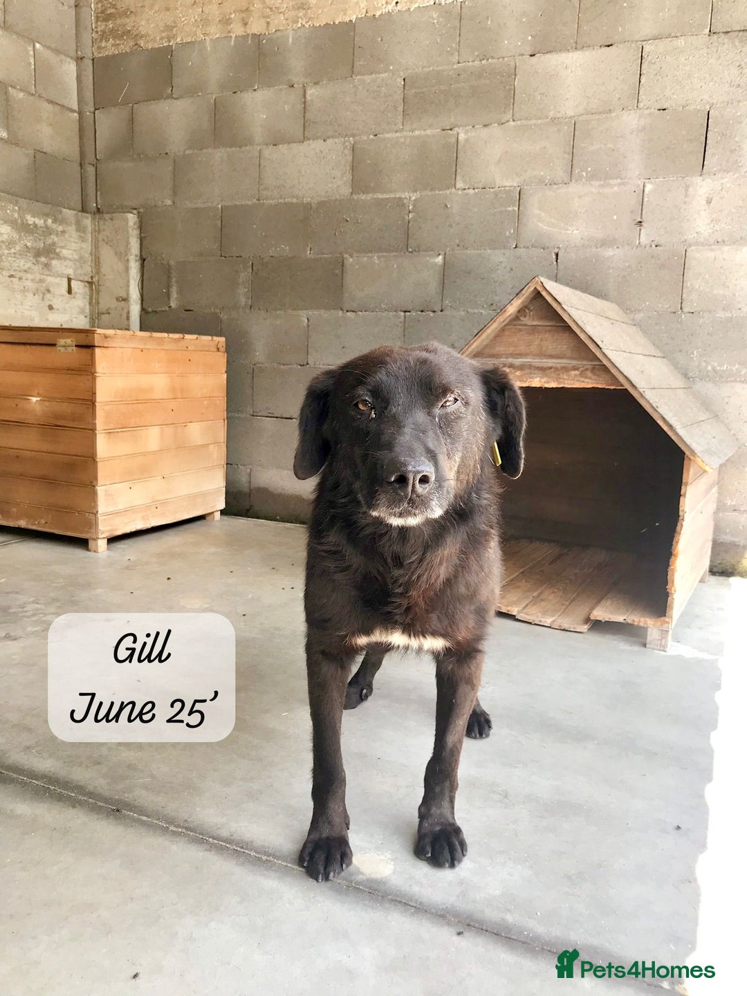 Mixed Breed dogs for adoption: Gilbert, 6 yrs old. Reserved stc. - Image 5