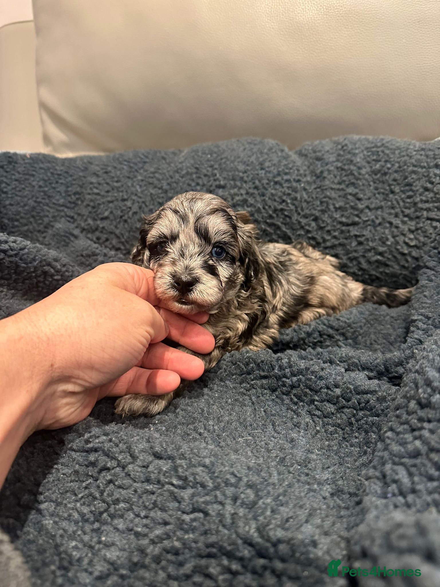 Maltipoo dogs Maltipoo puppies  - Advert 7