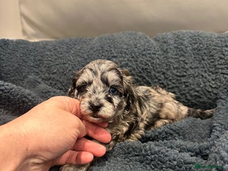 Maltipoo dogs Maltipoo puppies - Advert 7