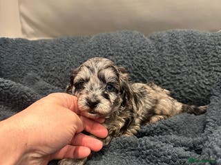 Maltipoo dogs Maltipoo puppies - Advert 6