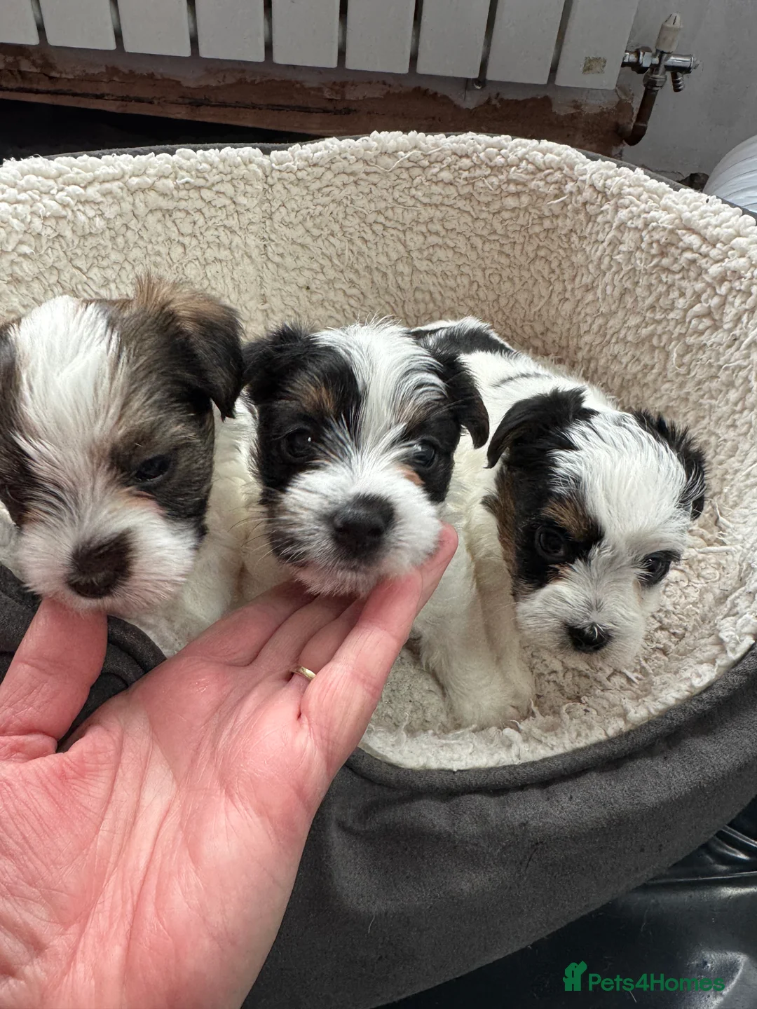 Mixed Breed dogs for sale: Parson Russell X mini Biewer rough coated pups  - Advert 12