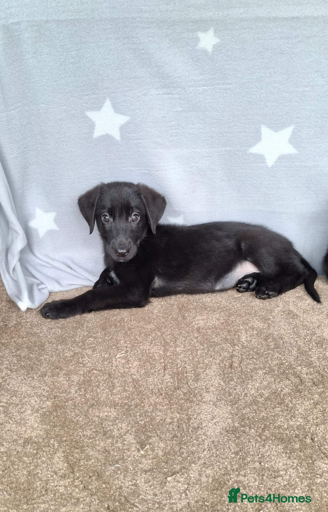 Mixed Breed dogs for sale: Flatcoated retriever x border collie puppies - Advert 29