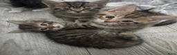 Mixed Breed cats for sale: 🐾 5 Beautiful Kittens Looking for Loving Homes 🐾 - Advert 32