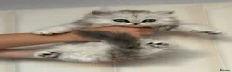 Persian cats for sale: GCCF registered beautiful silver Persian kittens  - Advert 11