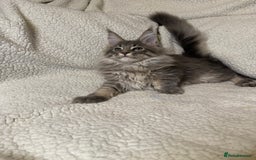 Maine Coon cats for sale: Stunning Maine Coon kittens - Image 2
