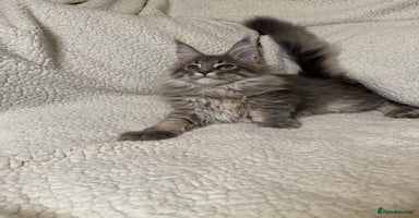 Maine Coon cats - Advert 4
