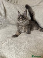 Maine Coon cats - Advert 3