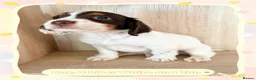 Cocker Spaniel dogs for sale: 8 KC registered Cocker Spaniel Puppies - Advert 20