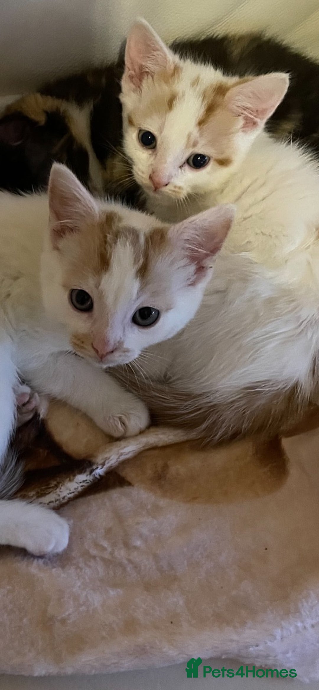 Mixed Breed cats for sale: Adorable kittens ready for their forever homes now - Advert 3