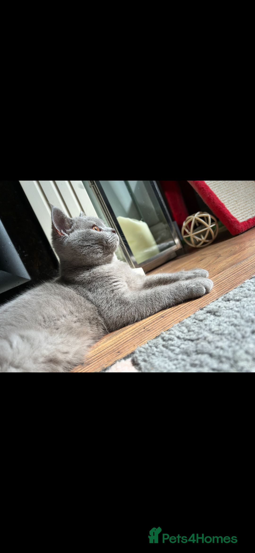 British Shorthair cats for sale: Beautiful lilac female  - Image 4