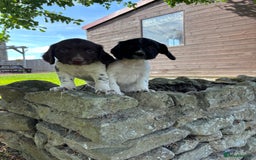 English Springer Spaniel dogs for sale: English Springer Spaniels  - Image 7