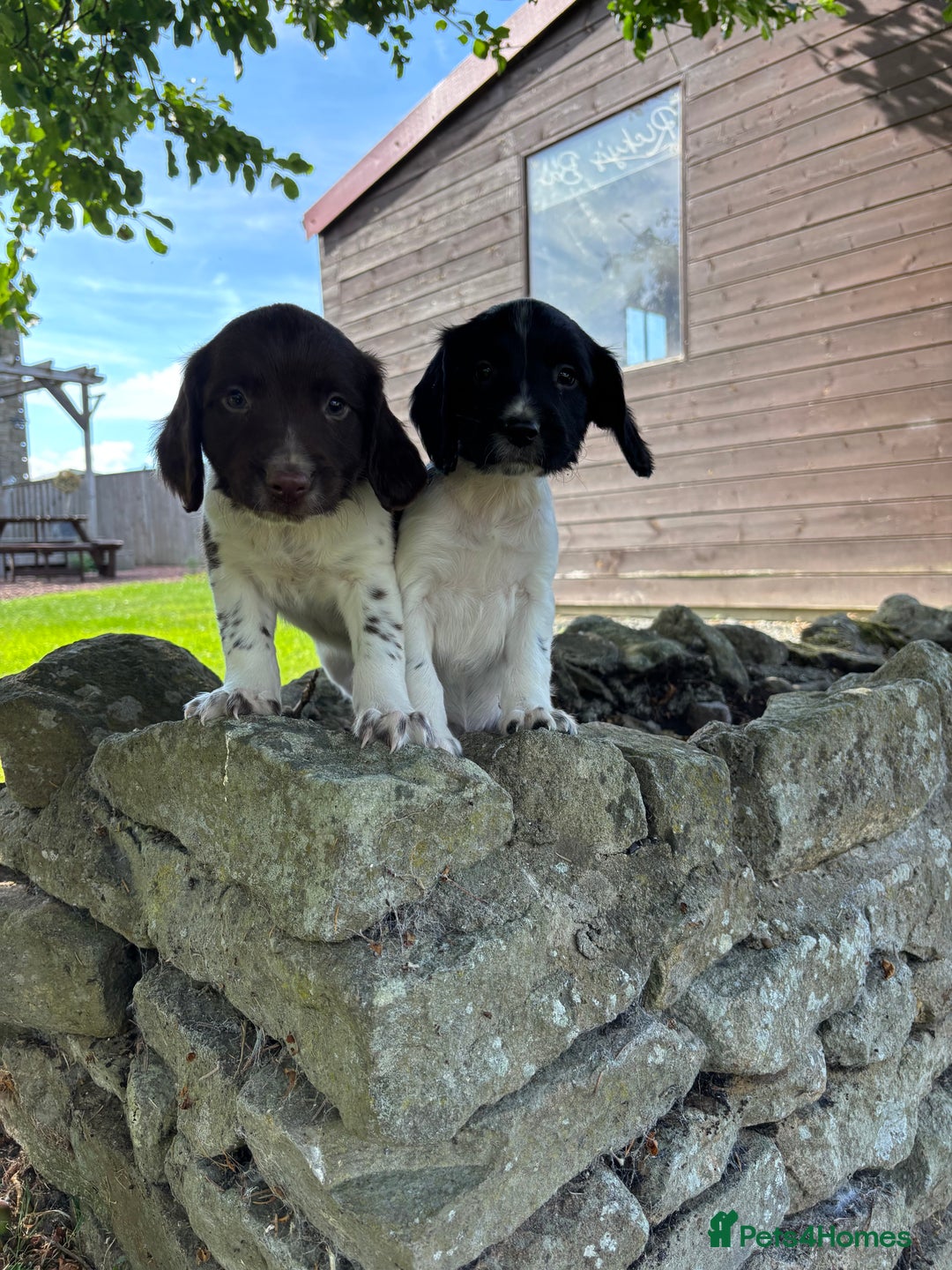 English Springer Spaniel dogs for sale: English Springer Spaniels  - Image 7
