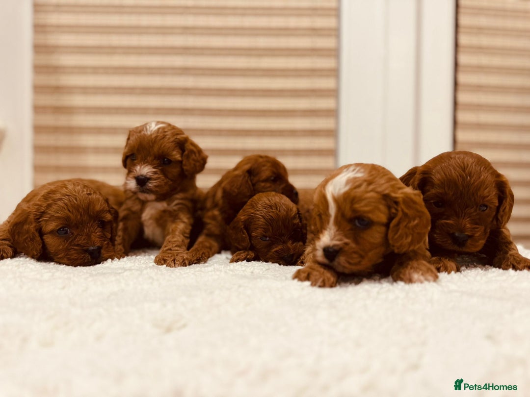 Cavapoo dogs for sale: A wonderful litter of 6 red teddy cavapoos  - Advert 8