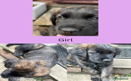 Mixed Breed dogs for sale: 5 gorgeous puppies for sale.  - Image 5