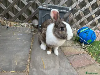 Mixed Breed rabbits My beautiful girl - Advert 1