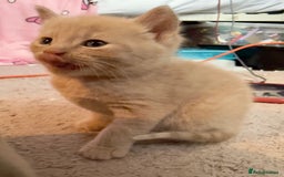 British Shorthair cats for sale: 🐾Turkish Angora × British Blue Kittens Ready Soon - Image 22