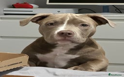 American Bully dogs for sale: Pocket bully 2 years old  - Image 10
