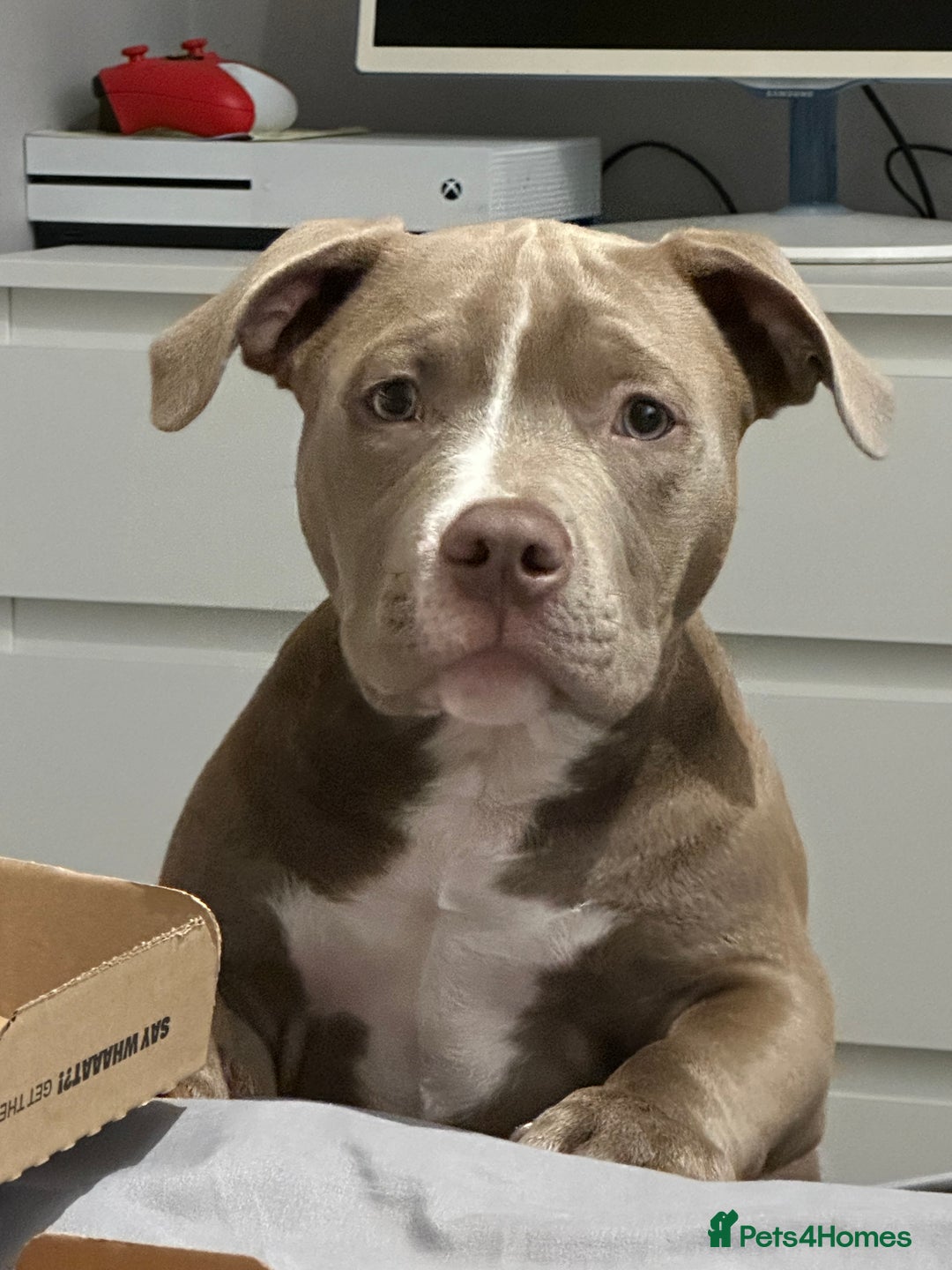 American Bully dogs for sale: Pocket bully 2 years old  - Image 10