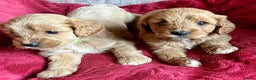 Cavapoo dogs for sale: Cavapoo puppies - Advert 3