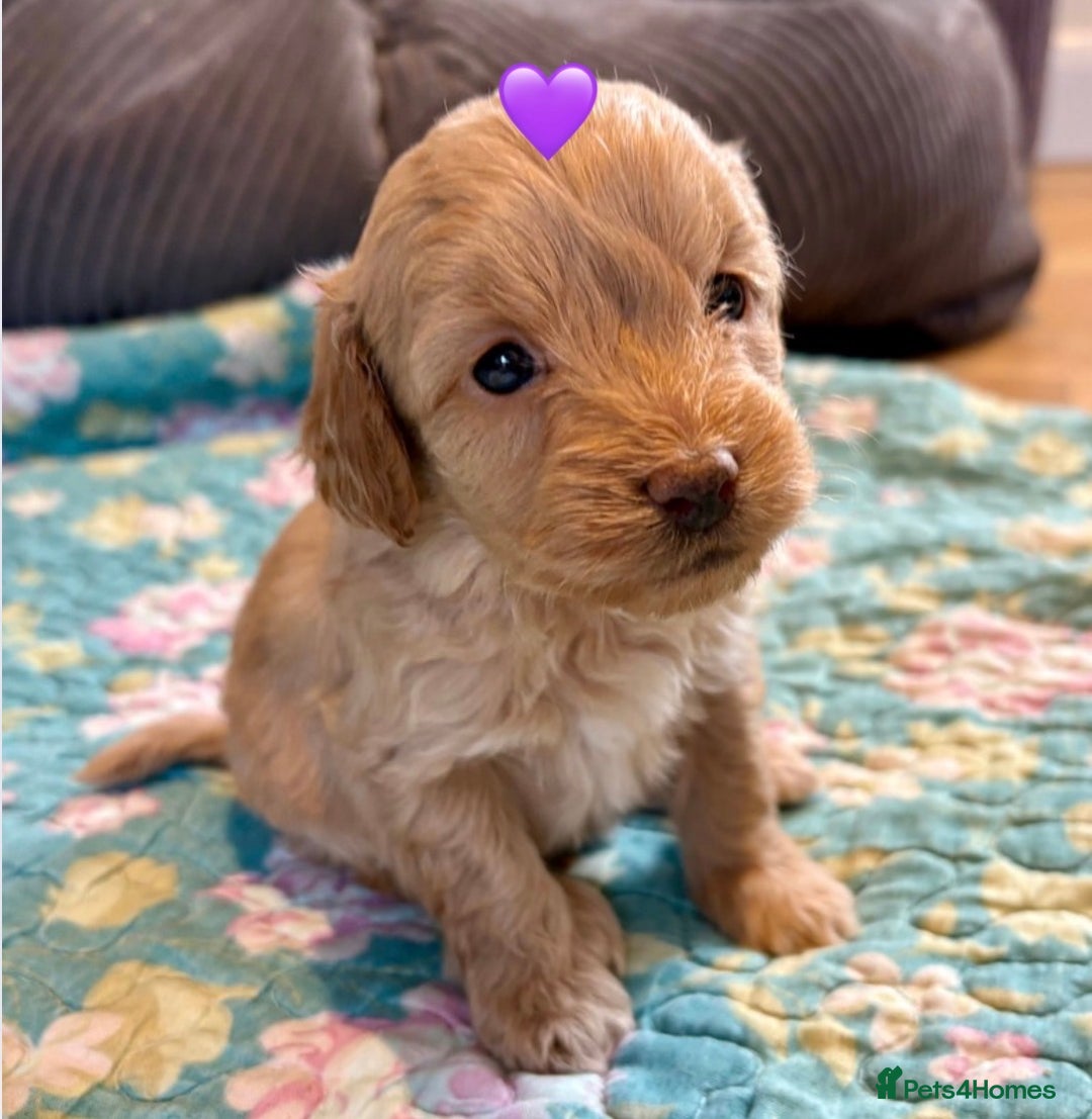 Cockapoo dogs for sale: Cockapoo Puppies (3/4 Toy Poodle/Cockapoo) - Image 2