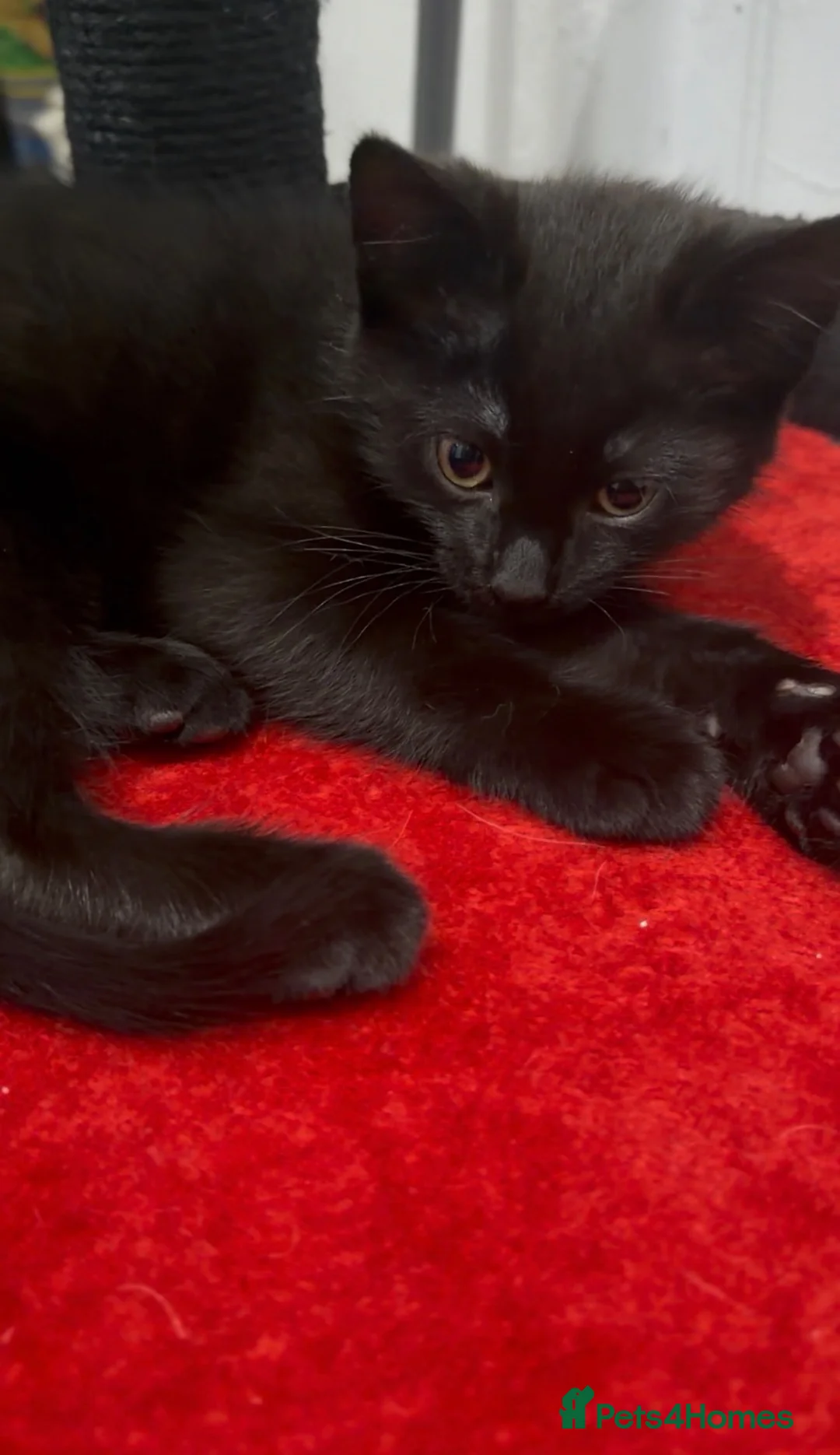 Mixed Breed cats for sale: NEED REHOMED ASAP black Kitten & junior tabby - Advert 2