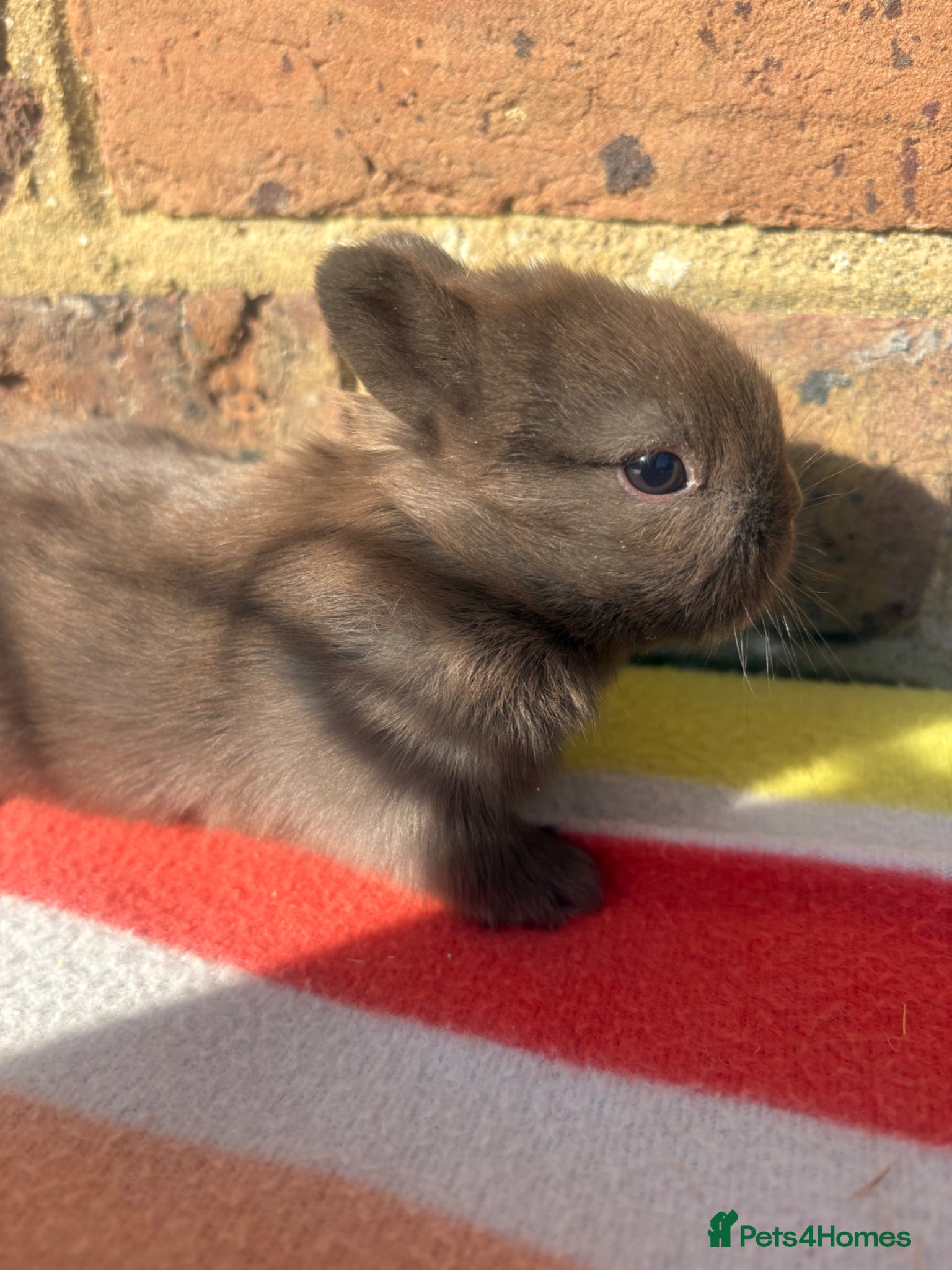 Netherland Dwarf rabbits Sweet Netherland dwarf bunnies  - Advert 5