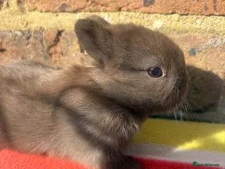 Netherland Dwarf rabbits Sweet Netherland dwarf bunnies - Advert 5