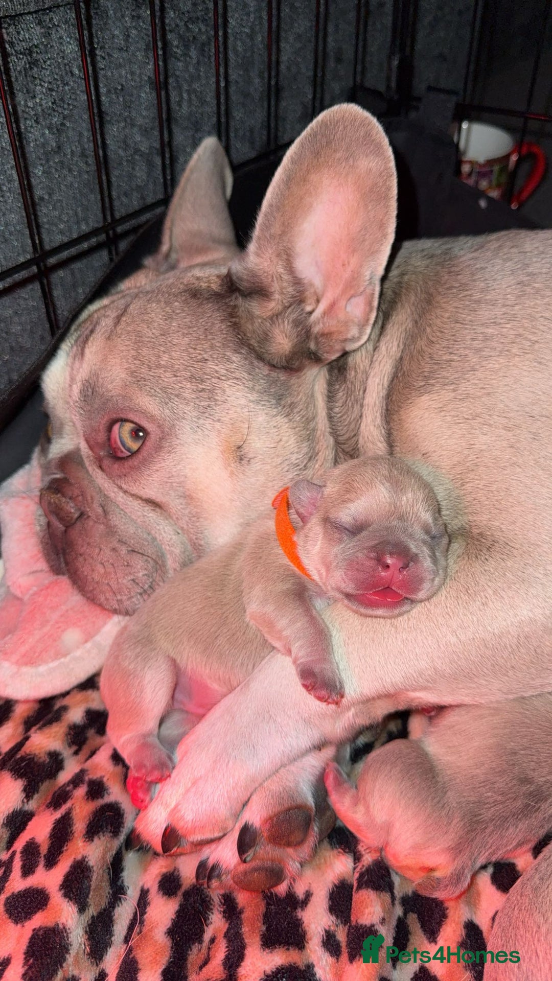 French Bulldog dogs for sale: French bull dog puppy’s  - Advert 1