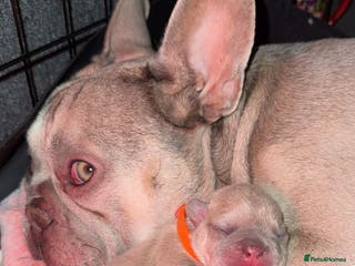 French Bulldog dogs French bull dog puppy’s - Advert 3