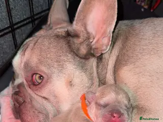 French Bulldog dogs French bull dog puppy’s - Advert 18