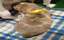 Jack Russell dogs for sale: Lilac Merle jack russell boy - Image 7