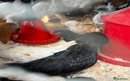 Chickens poultry for sale: Big sale of silkie and polish £5 each! - Image 9