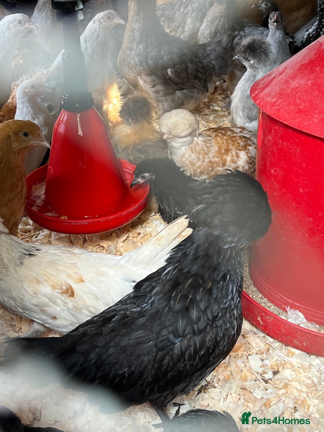 Chickens poultry for sale: Big sale of silkie and polish £5 each! - Image 9