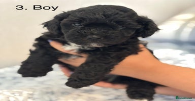 Mixed Breed dogs - Advert 15