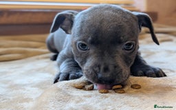 Staffordshire Bull Terrier dogs for sale: Blue/blue&white staffs - Image 25