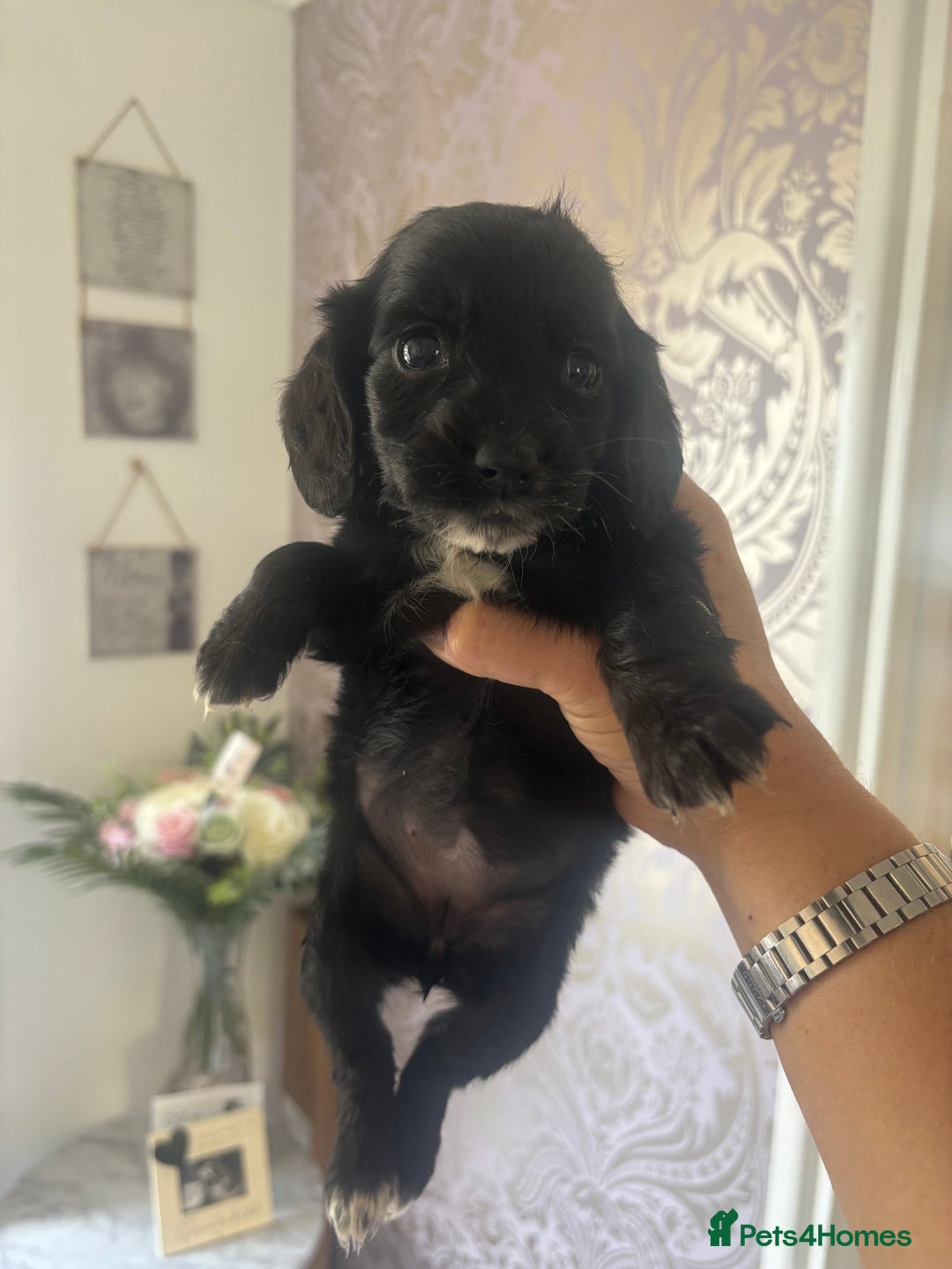 Cocker Spaniel dogs for sale: Stunning litter of working cocker spaniel puppies  - Image 4