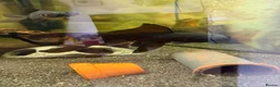 Fancy Goldfish fish for sale: Lots of fancy goldfish  in Saint Columb - Advert 7