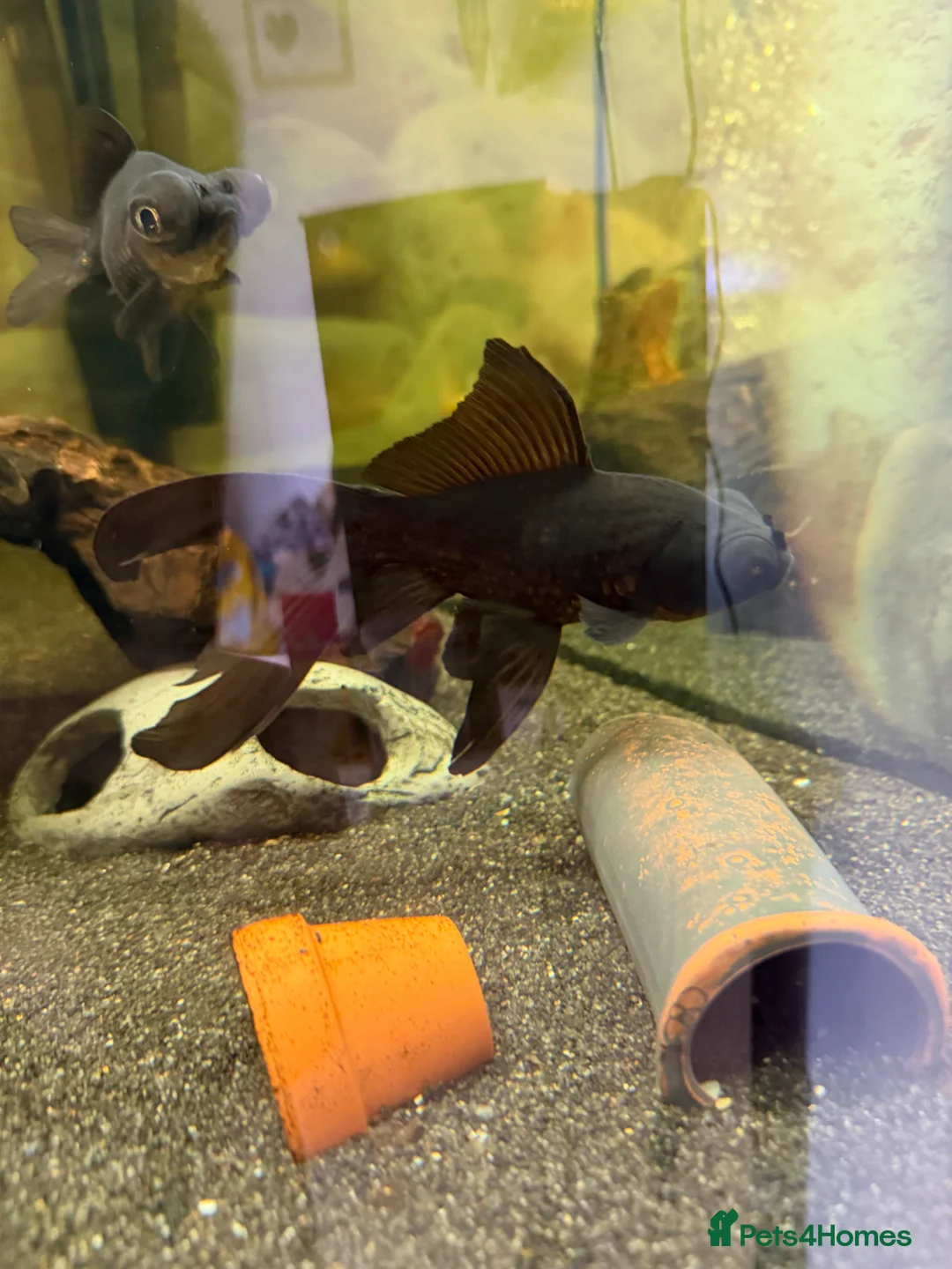 Fancy Goldfish fish for sale: Lots of fancy goldfish  in Saint Columb - Advert 7