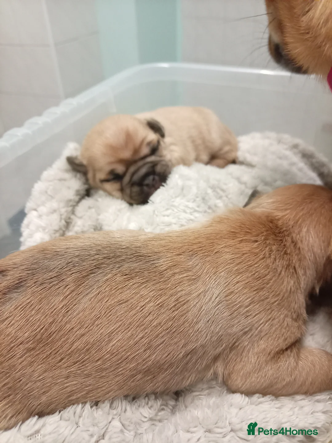 Jug dogs for sale: Jug puppies Jack Russell x pug puppies available - Advert 12