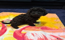 Miniature Poodle dogs for sale: Mini poodle london 3 LEFT - Advert 10