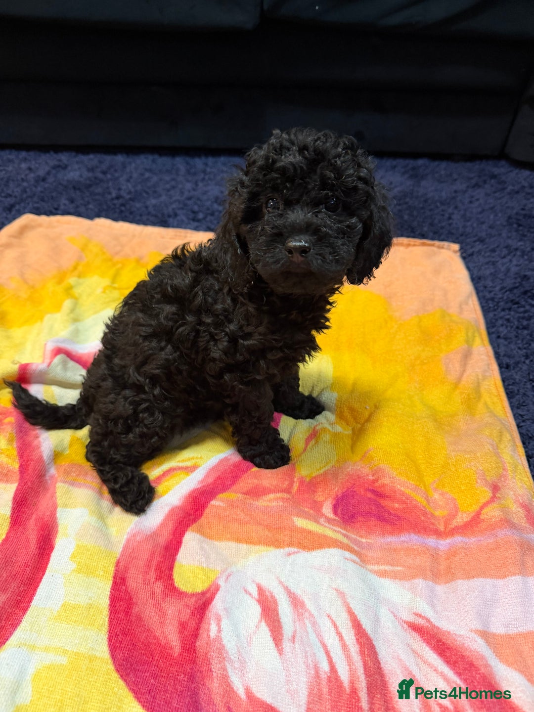 Miniature Poodle dogs for sale: Mini poodle london 3 LEFT - Advert 10