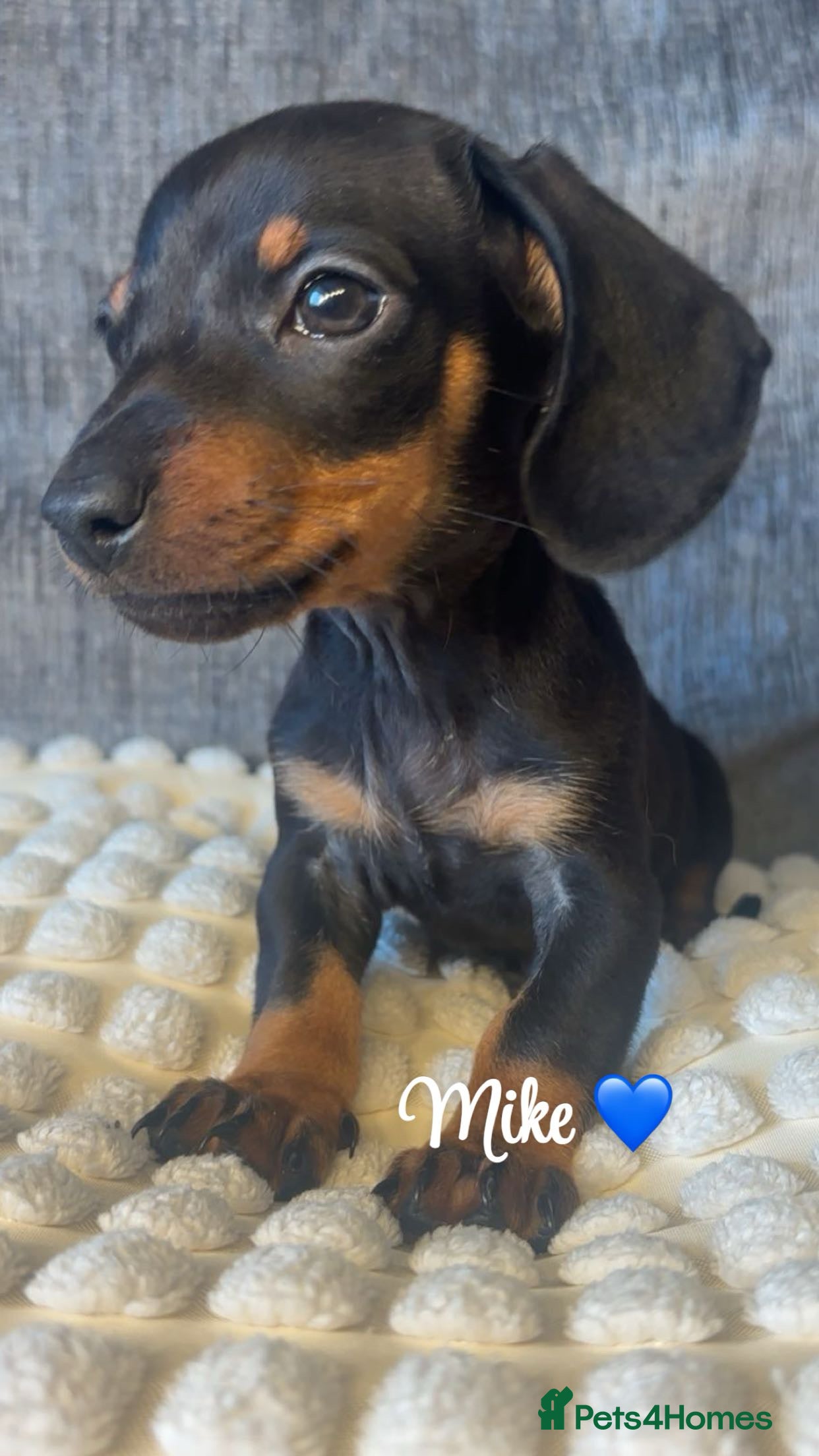 Miniature Dachshund dogs Miniature Dachshund Puppies 🐶  - Advert 16