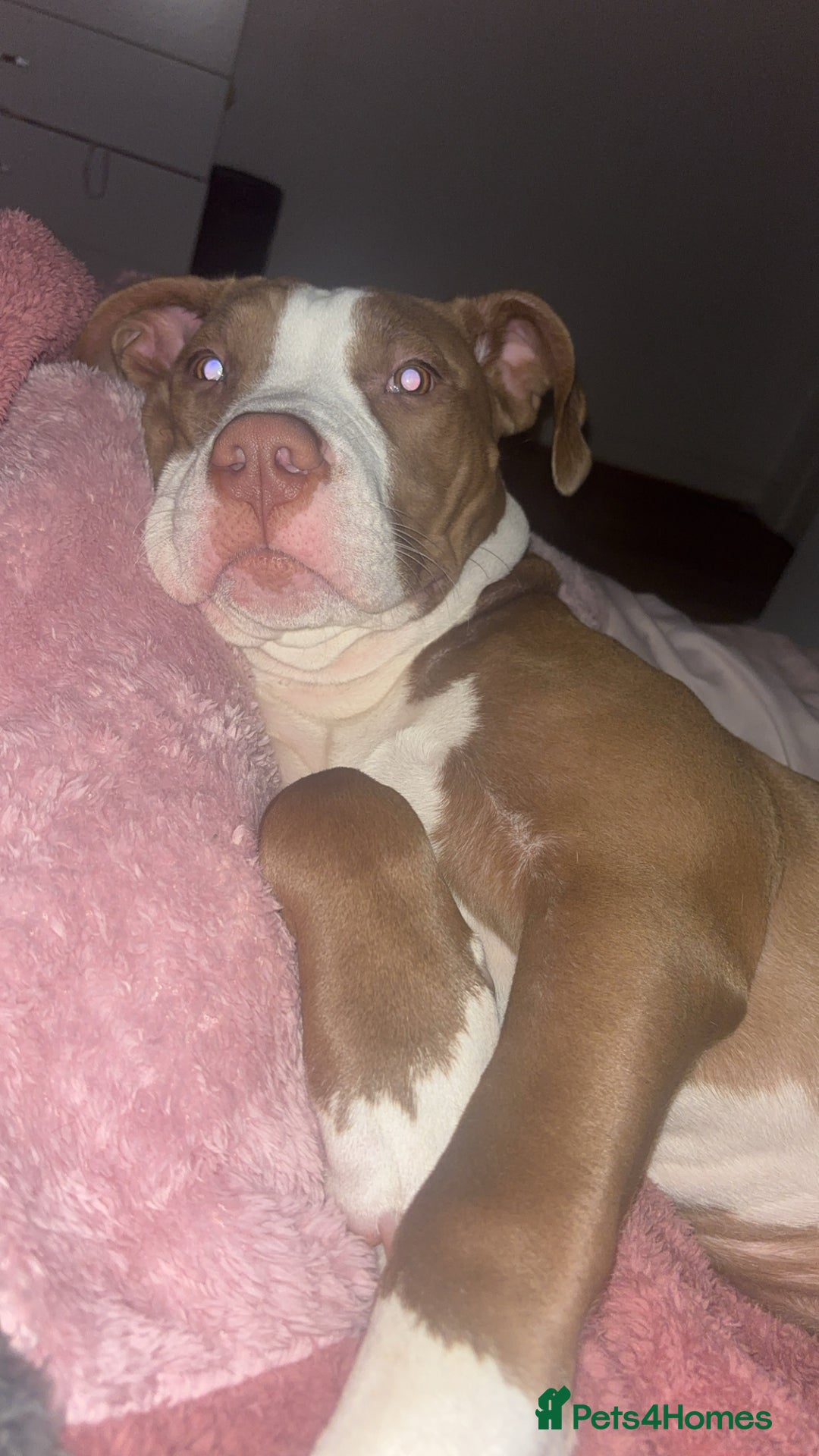 Mixed Breed dogs for sale: Albert  - Advert 5