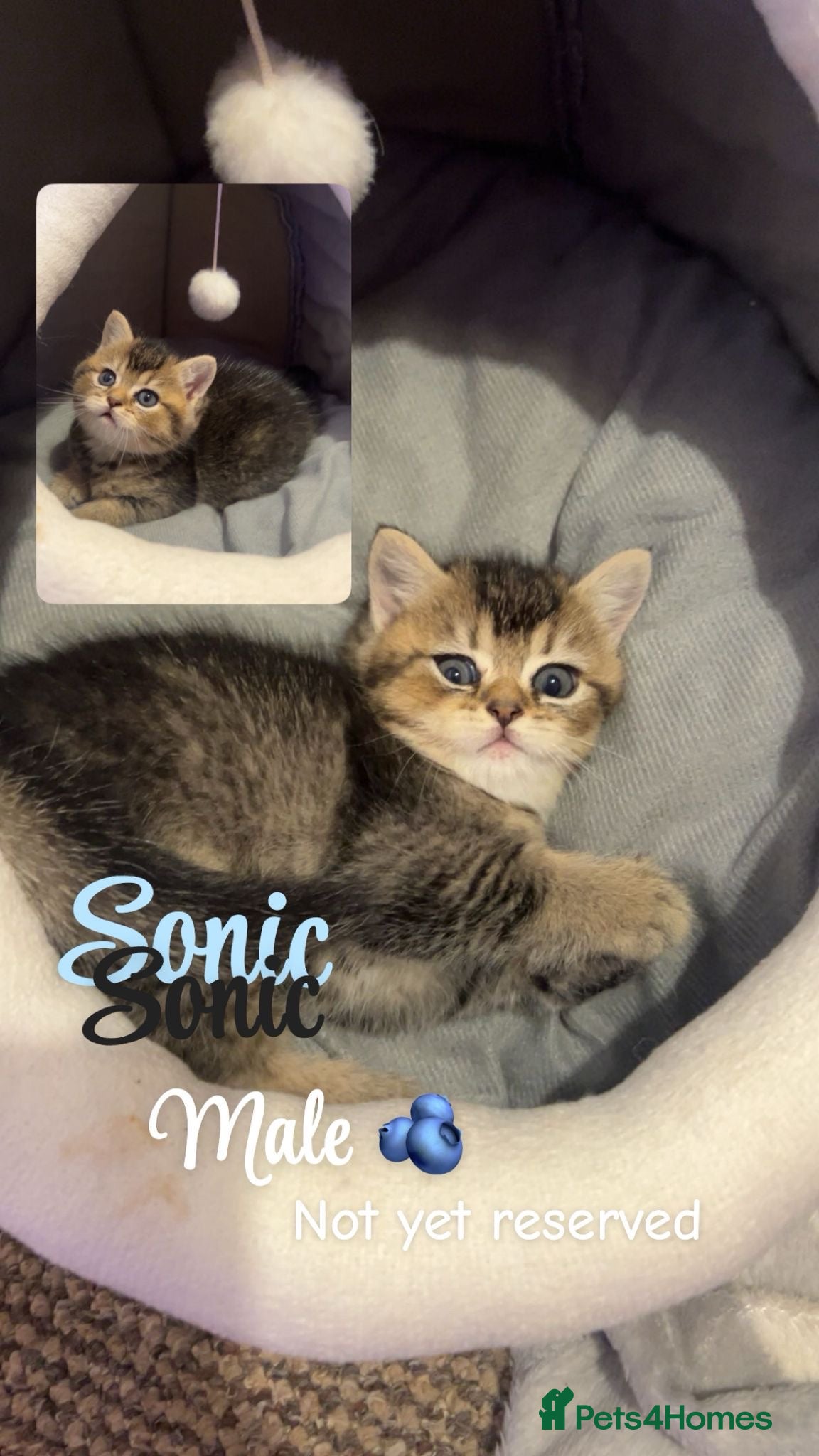 British Shorthair cats Pure breed golden/sliver bsh - Advert 1