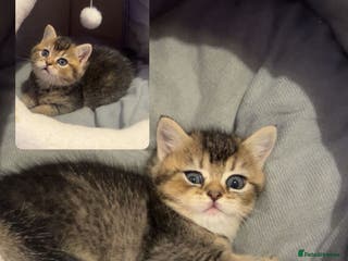 British Shorthair cats Pure breed golden/sliver bsh - Advert 1
