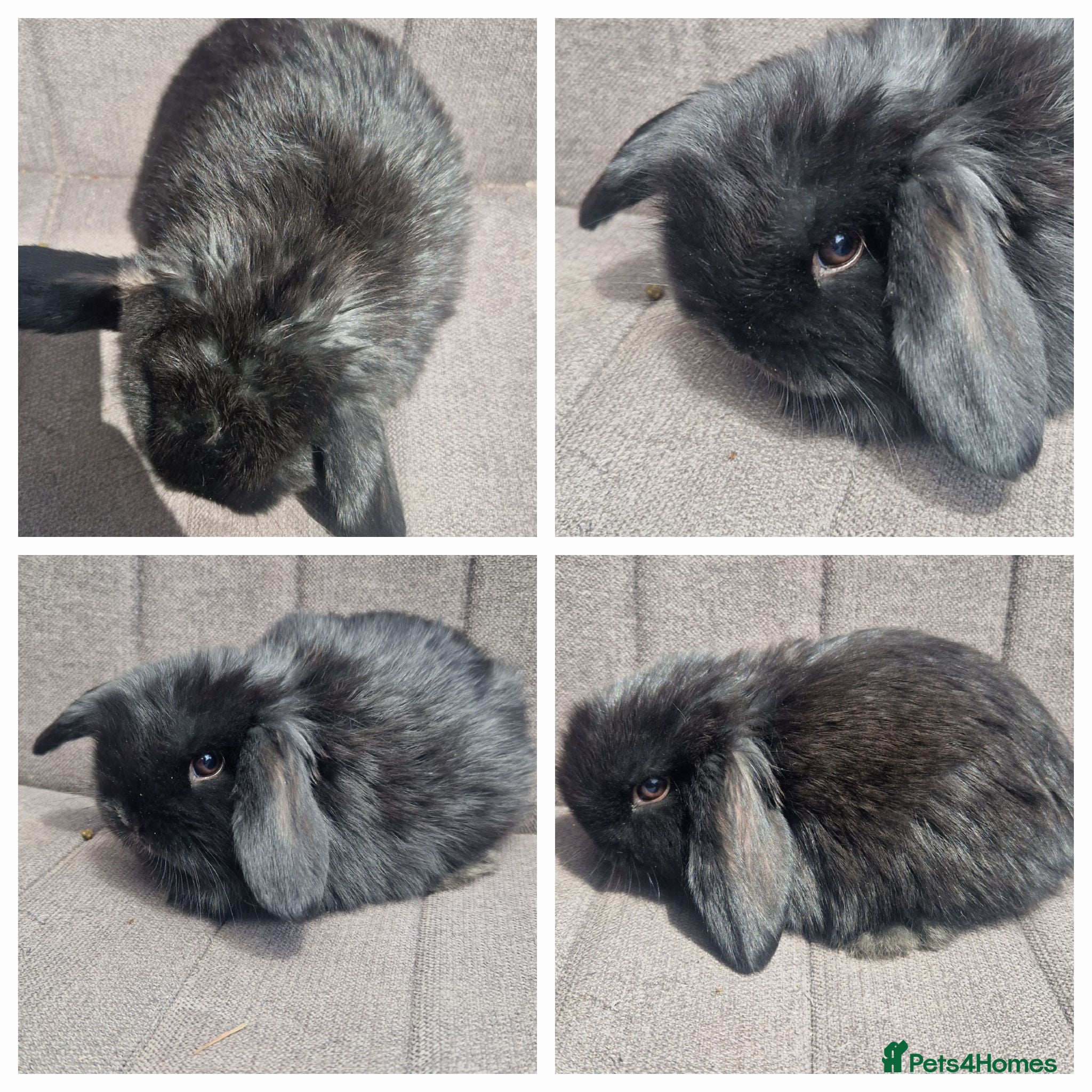 Mini Lop rabbits Mini Lop Bunnies, 1 Doe Left - Advert 19