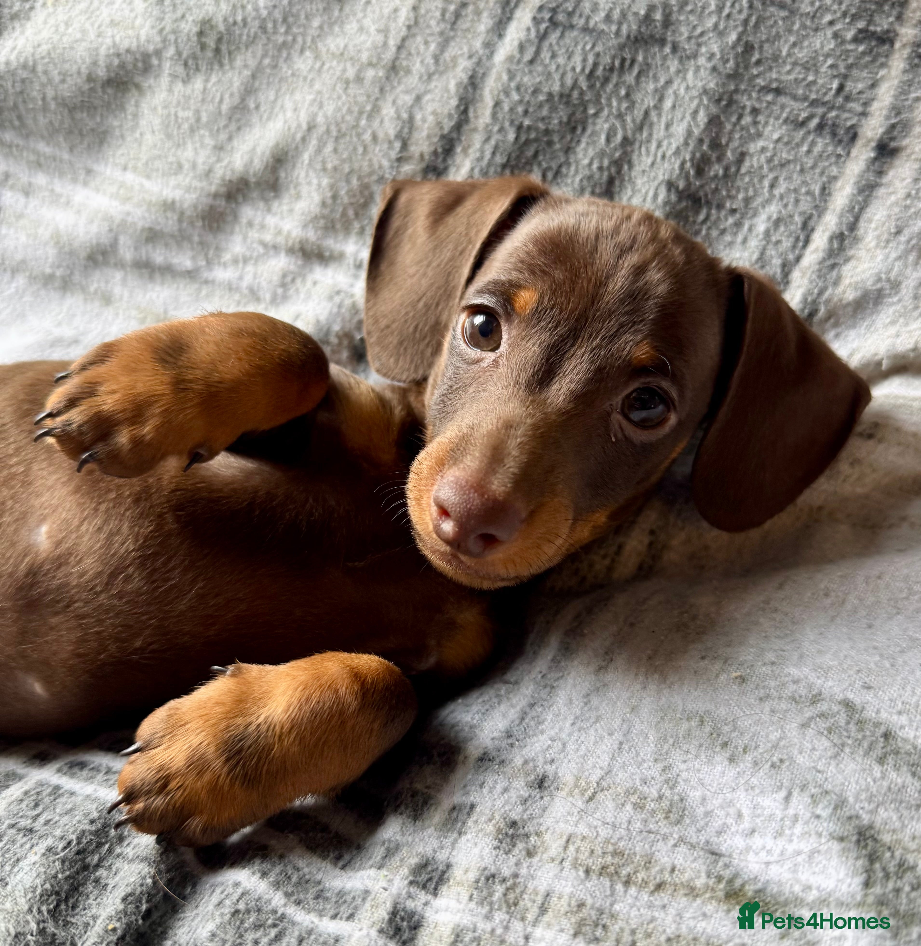 Miniature Dachshund dogs 1 Male Pup Remaining! Ready For New Home.  - Advert 1