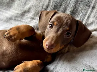 Miniature Dachshund dogs 1 Male Pup Remaining! Ready For New Home. - Advert 2