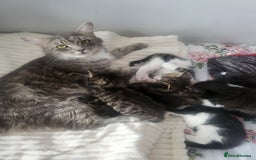 British Longhair cats for sale: Beautiful kittens for sale - Image 10