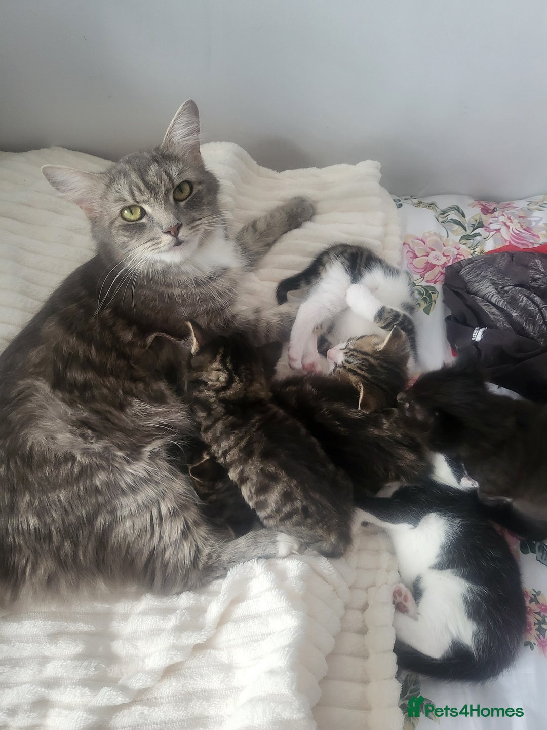 British Longhair cats for sale: Beautiful kittens for sale - Image 10